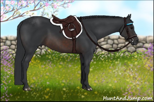 Horse Color:Brown 