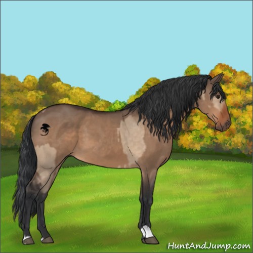 Horse Color:Brown Dun  and Brown Dun 