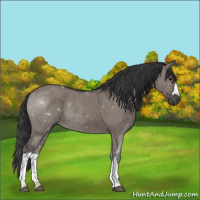 Horse Color:Grullo 