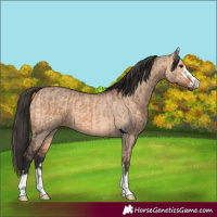 Horse Color:Bay Dun  and Bay Dun 