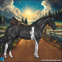 Horse Color:Black Tobiano 