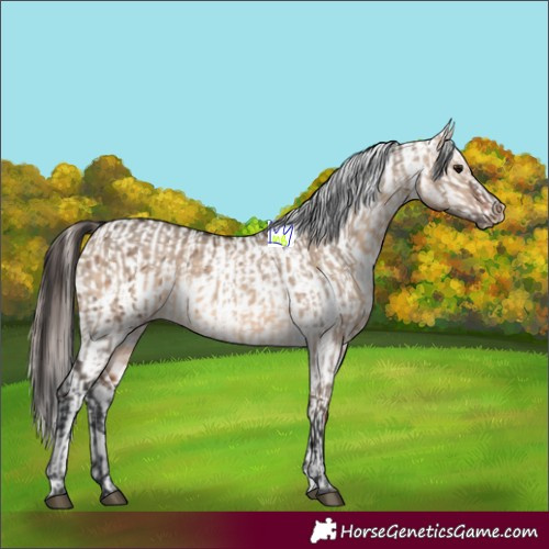 Horse Color:Brown Dun  and Brown Dun Appaloosa 