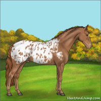 Horse Color:Chestnut Appaloosa 