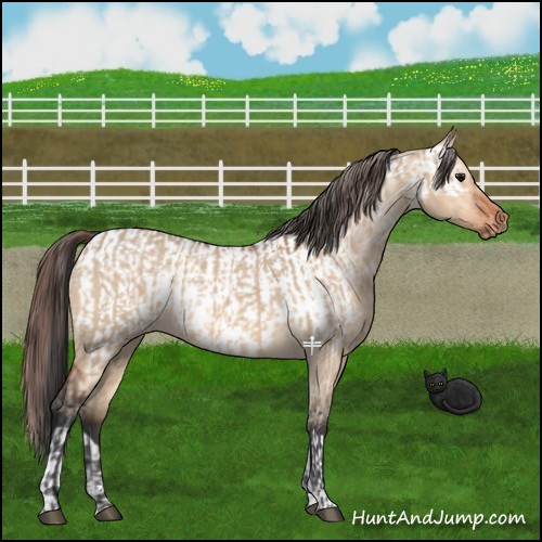 Horse Color:Bay Dun and Bay Dun Near Leopard