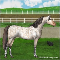Horse Color:Bay Dun and Bay Dun Near Leopard