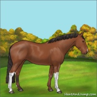 Horse Color:Bay 