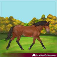 Horse Color:Bay 