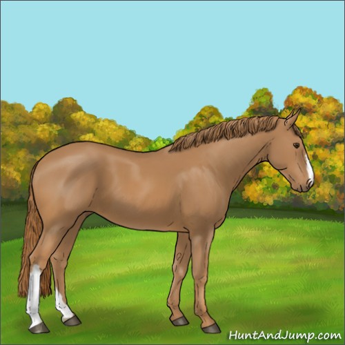 Horse Color:Chestnut 