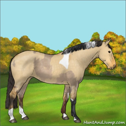 Horse Color:Bay Dun  and Buckskin Dun Tobiano 