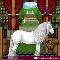 Horse Color:Smoky Black Appaloosa  and Cremello Appaloosa 