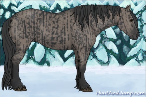 Horse Color:Black and Grullo