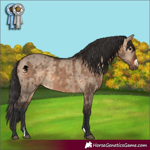 Horse Color:Bay Dun Rabicano  and Bay Dun Frame Rabicano 