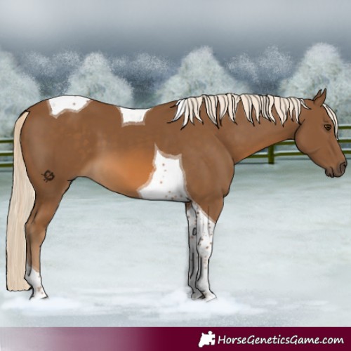 Horse Color:Chocolate Palomino Tobiano 