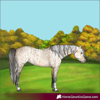 Horse Color:Buckskin Dun and Gray Buckskin Dun