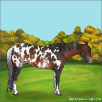 Horse Color:White Spotted Brown Sabino Appaloosa 