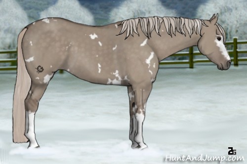 Horse Color:White Spotted Silver Grullo