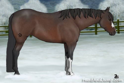 Horse Color:Brown Roan 