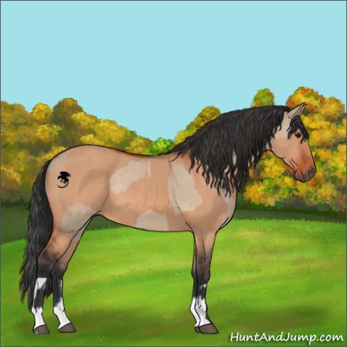 Horse Color:Brown Dun  and Brown Dun 