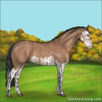 Horse Color:Brown Dun  and Brown Dun Splash 