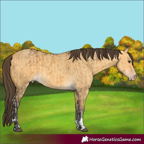 Horse Color:Buckskin Dun  and Amber Cream Champagne Dun 