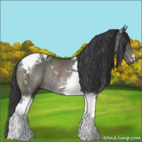 Horse Color:Black Tobiano Rabicano 
