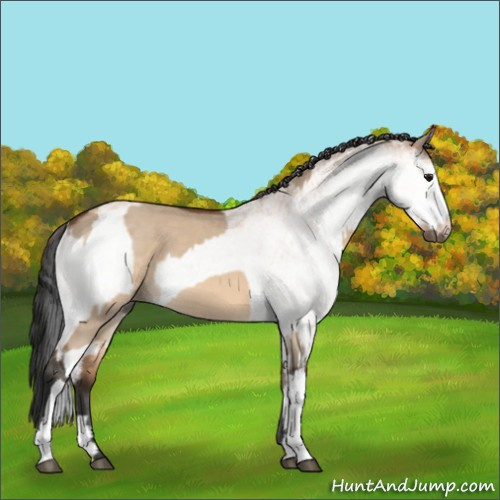 Horse Color:Bay Dun and White Spotted Bay Dun