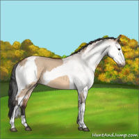 Horse Color:Bay Dun  and White Spotted Bay Dun 