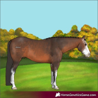 Horse Color:Brown Sabino