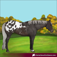 Horse Color:Silver Brown Appaloosa 