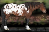 Horse Color:Bay Appaloosa 