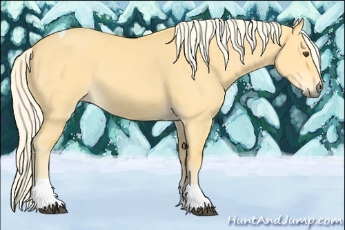 Horse Color:Palomino Dun Tobiano 