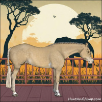 Horse Color:Palomino Mushroom Tobiano Appaloosa