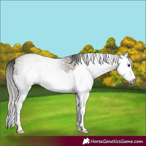 Horse Color:Gray Bay Splash 