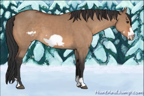 Horse Color:Brown Dun  and Brown Dun Frame 