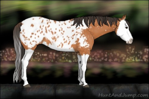 Horse Color:Bay Splash Appaloosa 