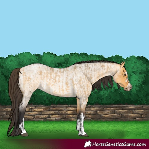 Horse Color:Buckskin Roan Dun and Buckskin Roan Dun Rabicano
