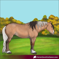 Horse Color:Bay Dun and Silver Bay Dun