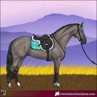 Horse Color:Grullo 
