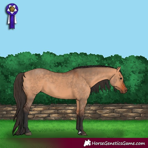 Horse Color:Bay Dun  and Bay Dun 