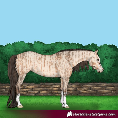 Horse Color:Bay Dun  and Amber Champagne Dun 