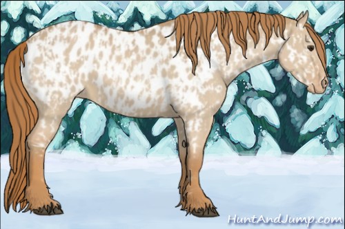 Horse Color:Red Dun Appaloosa  and Red Dun Appaloosa 
