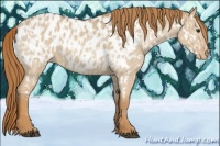Horse Color:Red Dun Near Leopard  and Red Dun Blanket 