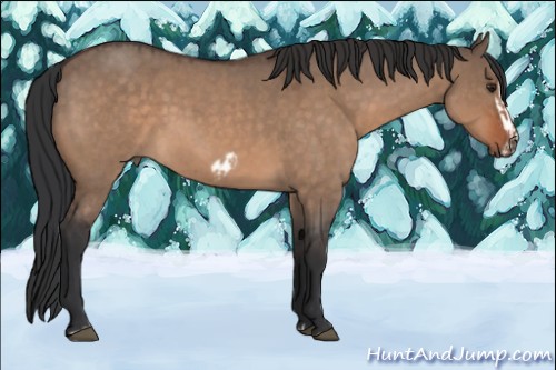 Horse Color:Brown Roan Dun and Brown Roan Dun Frame
