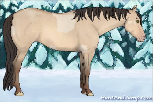 Horse Color:Amber Champagne Dun  and Amber Champagne Dun 