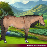 Horse Color:Bay Dun Sabino 