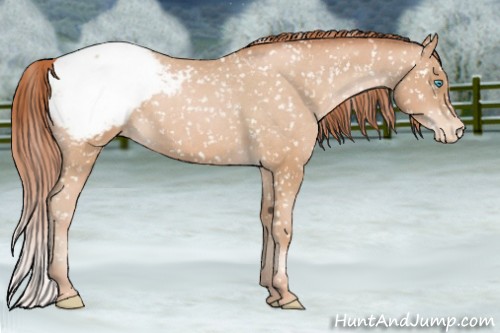Horse Color:Buckskin Pearl Appaloosa 