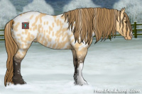 Horse Color:Buckskin Dun Appaloosa 