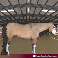 Horse Color:White Spotted Bay Dun