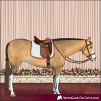 Horse Color:White Spotted Buckskin Dun 