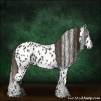Horse Color:Smoky Black Appaloosa